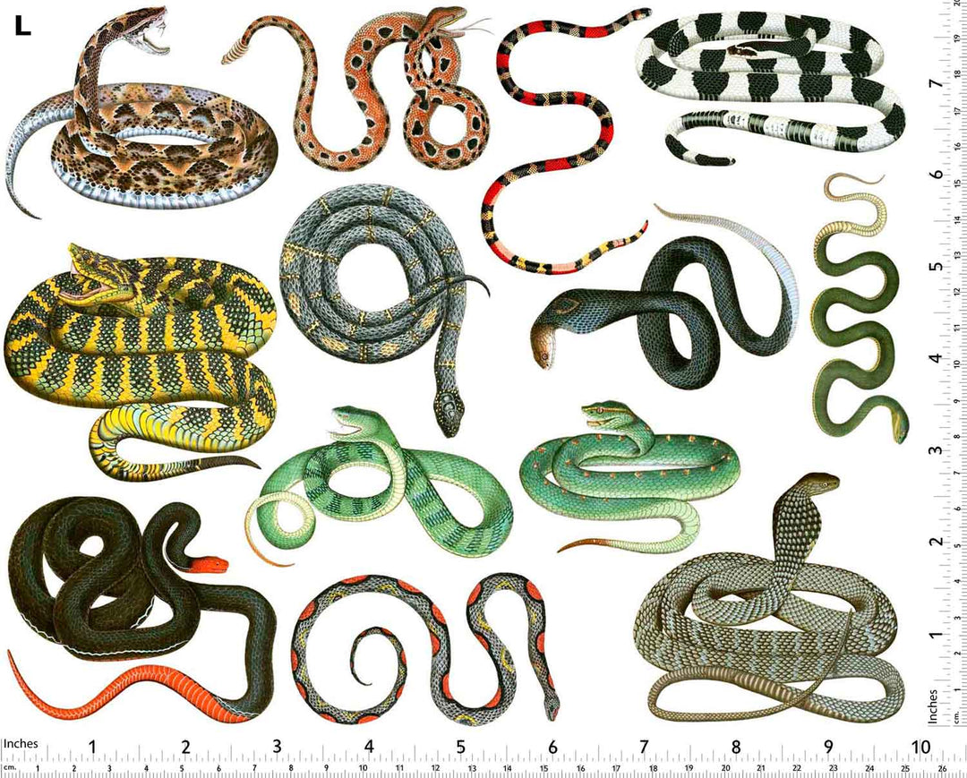 Serpent coloré Décalcomanies - Non adapté pour Produits Alimentaires - Céramique Cône 017 - Verre fusionné - Émail