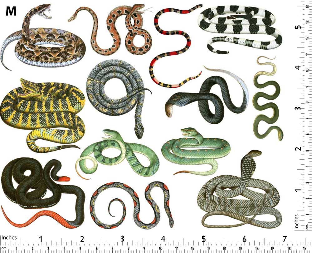 Serpent coloré Décalcomanies - Non adapté pour Produits Alimentaires - Céramique Cône 017 - Verre fusionné - Émail