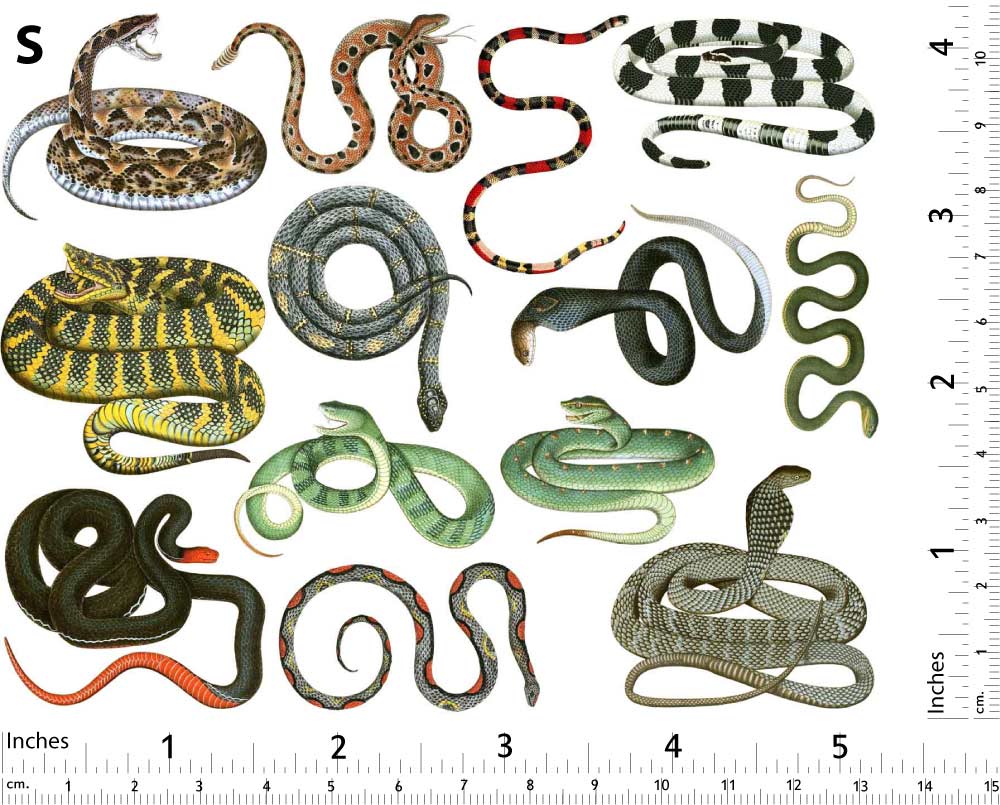 Serpent coloré Décalcomanies - Non adapté pour Produits Alimentaires - Céramique Cône 017 - Verre fusionné - Émail