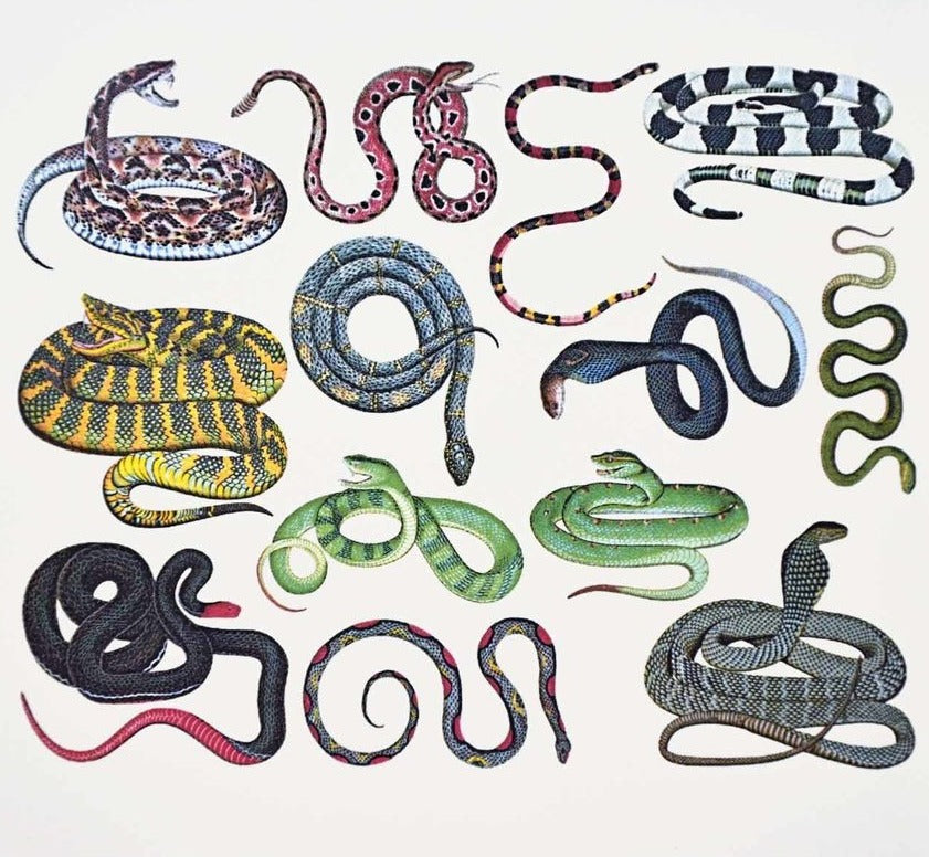 Colorful Snake Decals - Not Food Safe - Cone 017 - Fused Glass 