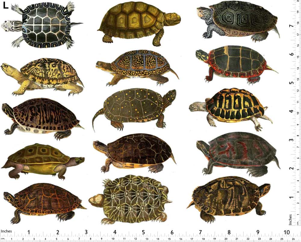 Colorful Land Turtle and Tortoise Decals - Not Food Safe - Ceramic Cone 017 - Fused Glass - Enamel