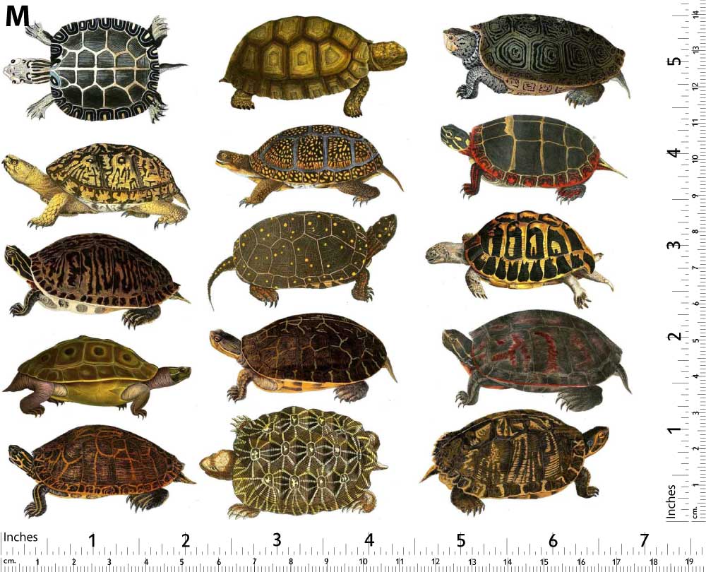 Colorful Land Turtle and Tortoise Decals - Not Food Safe - Ceramic Cone 017 - Fused Glass - Enamel