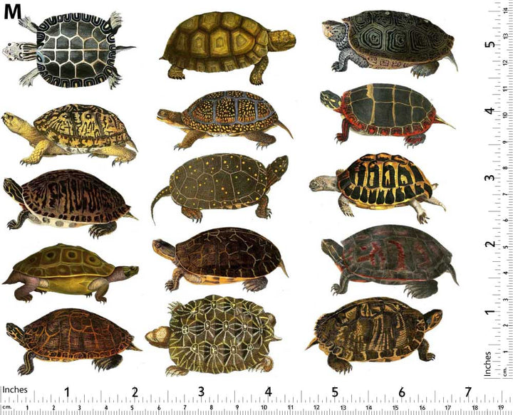 Colorful Land Turtle and Tortoise Decals - Not Food Safe - Ceramic Cone 017 - Fused Glass - Enamel