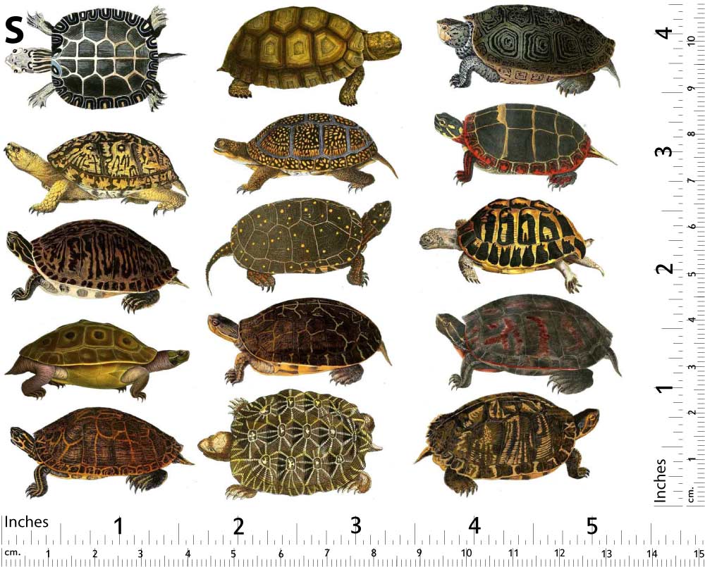 Colorful Land Turtle and Tortoise Decals - Not Food Safe - Ceramic Cone 017 - Fused Glass - Enamel