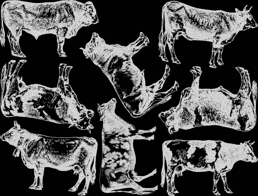 Décalcomanies Vache - Céramique Cône 017 - Verre Fusionné - Émail