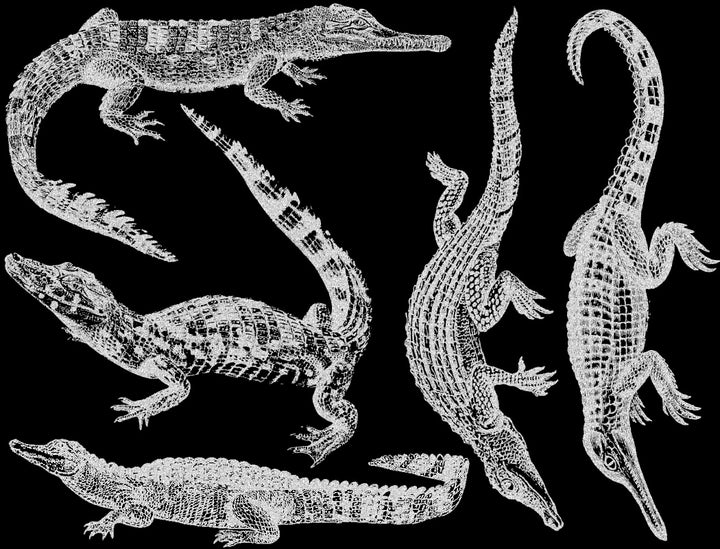 Décalcomanies Alligator et Crocodile - Verrerie - Émail