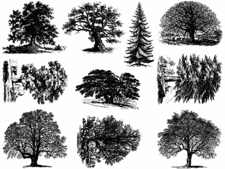 Décalcomanies d'arbres détaillées - Céramique Cône 6 - En-glaçure