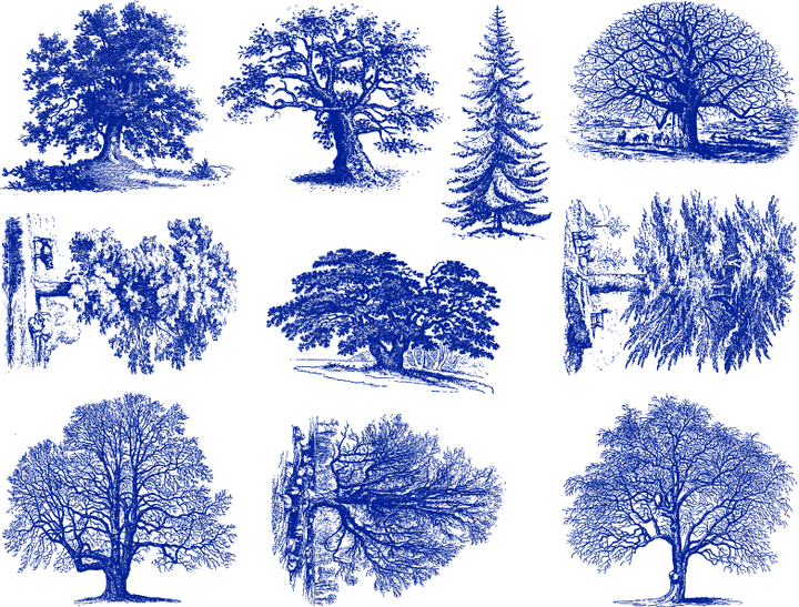 Décalcomanies d'arbres détaillées - Céramique Cône 6 - En-glaçure