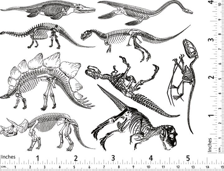 Dinosaur Skeleton Decals  - Cone 017 - Fused Glass 