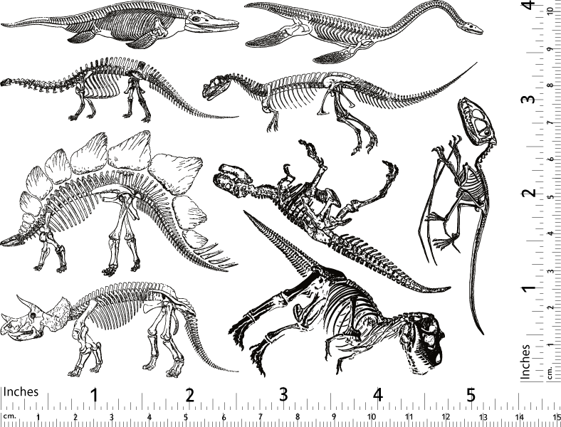 Décalcomanies de squelette de dinosaure - Verrerie - Émail