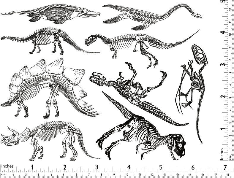 Décalcomanies de squelette de dinosaure - Céramique Cône 017 - Verre fusionné - Émail