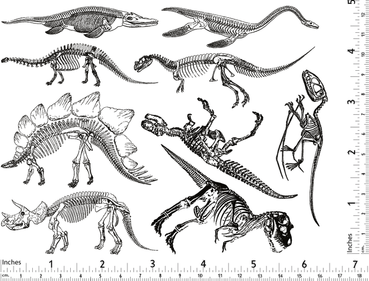 Décalcomanies de squelette de dinosaure - Céramique Cône 017 - Verre fusionné - Émail