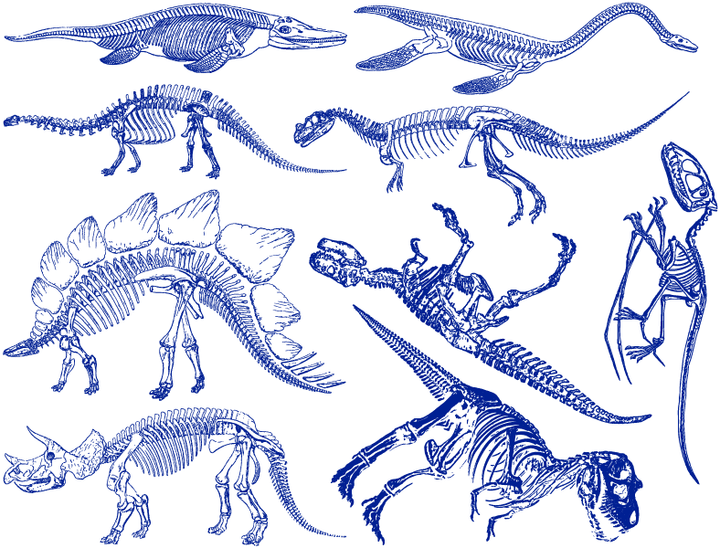 Décalcomanies Squelette de Dinosaure - Céramique Cône 6 - En-glaçure