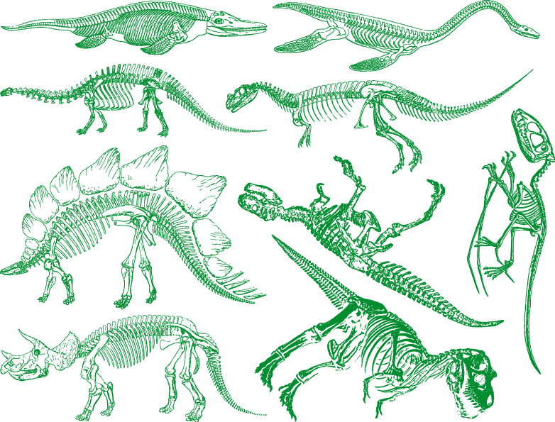 Décalcomanies de squelette de dinosaure - Céramique Cône 017 - Verre fusionné - Émail