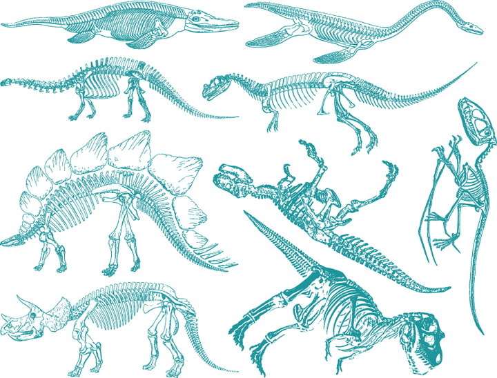 Décalcomanies de squelette de dinosaure - Verrerie - Émail