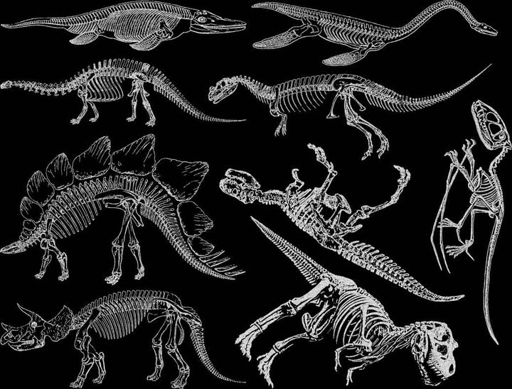 Décalcomanies de squelette de dinosaure - Verrerie - Émail