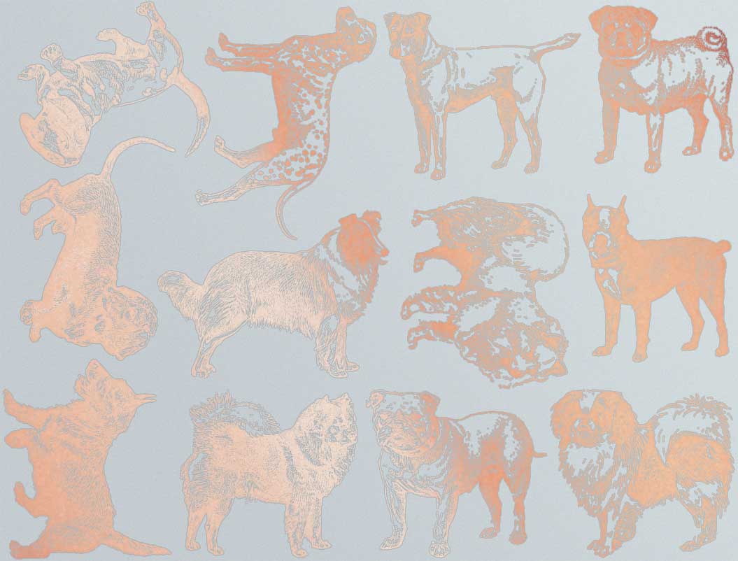 Décalcomanies de races de chiens - Verrerie - Émail