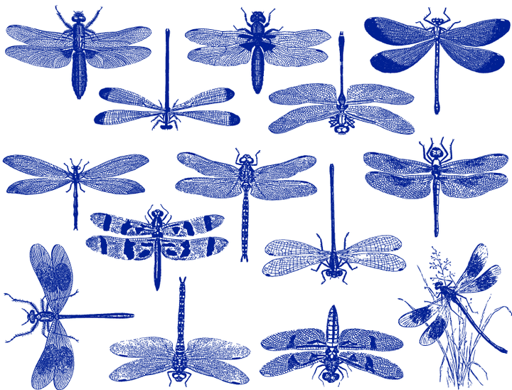 Libellule Décalcomanies - Céramique Cône 017 - Verre fusionné