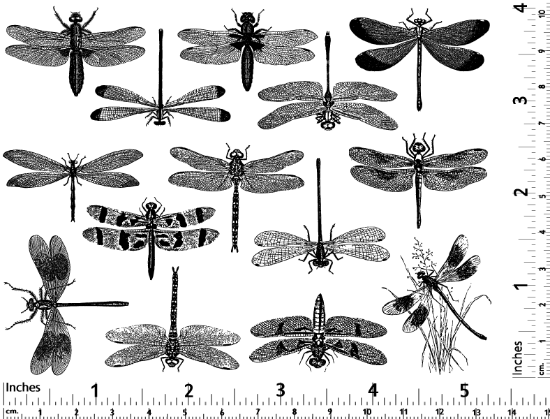 Libellule Décalcomanies - Verrerie - Émail