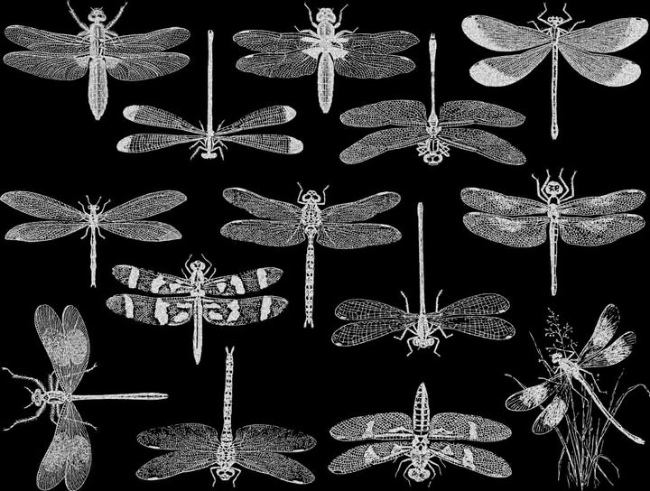 Libellule Décalcomanies - Verrerie - Émail