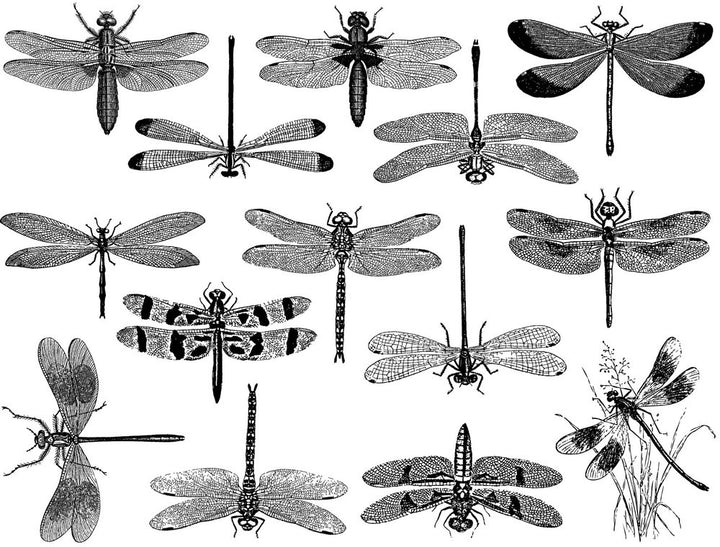 Dragonfly Decals - Cone 6 - Inglaze 