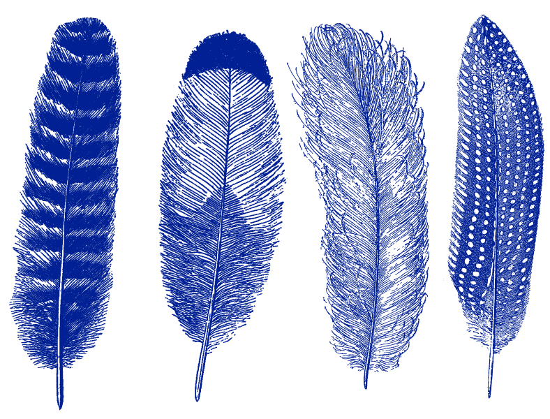 Grande Plume #1 Décalcomanies - Céramique Cône 6 - En-glaçure