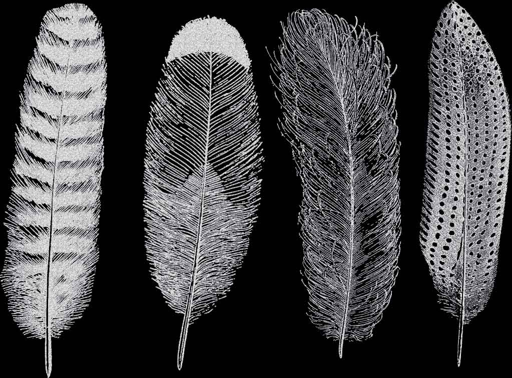 Grande Plume n°1 Décalcomanies - Verrerie - Émail