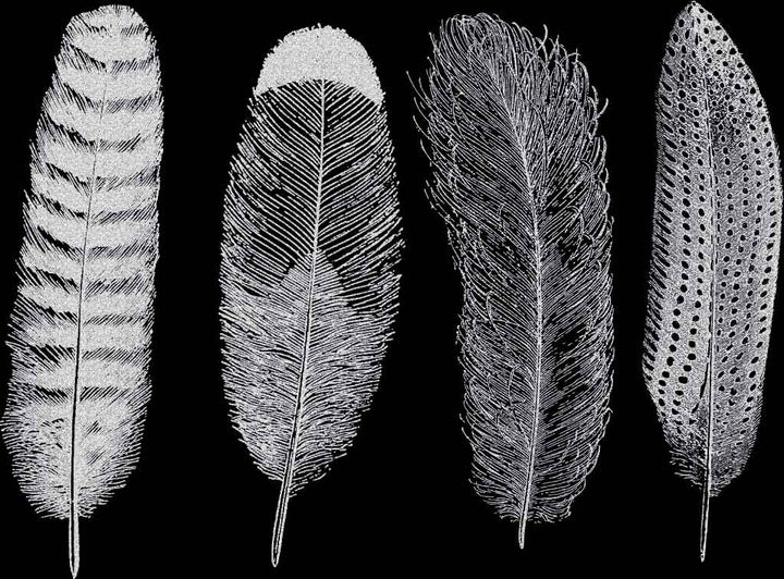 Grande Plume n°1 Décalcomanies - Verrerie - Émail