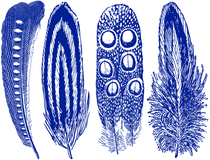 Grandes Plumes #2 Décalcomanies - Céramique Cône 6 - En-glaçure