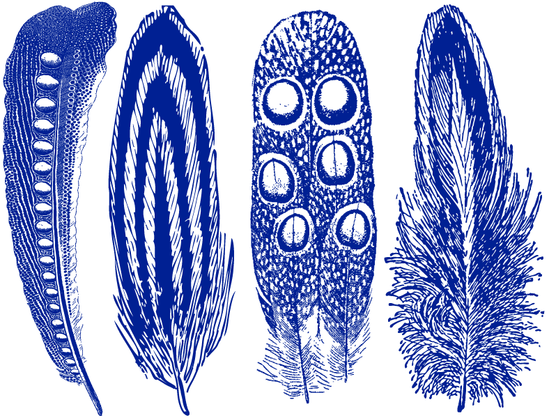 Grande Plume n°2 Décalcomanies - Céramique Cône 017 - Verre fusionné - Émail