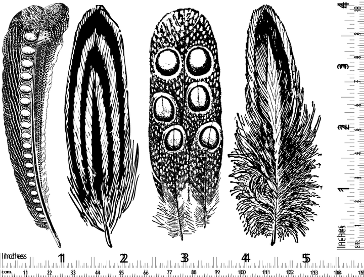 Décalcomanies Grande Plume n°2 - Verrerie - Émail
