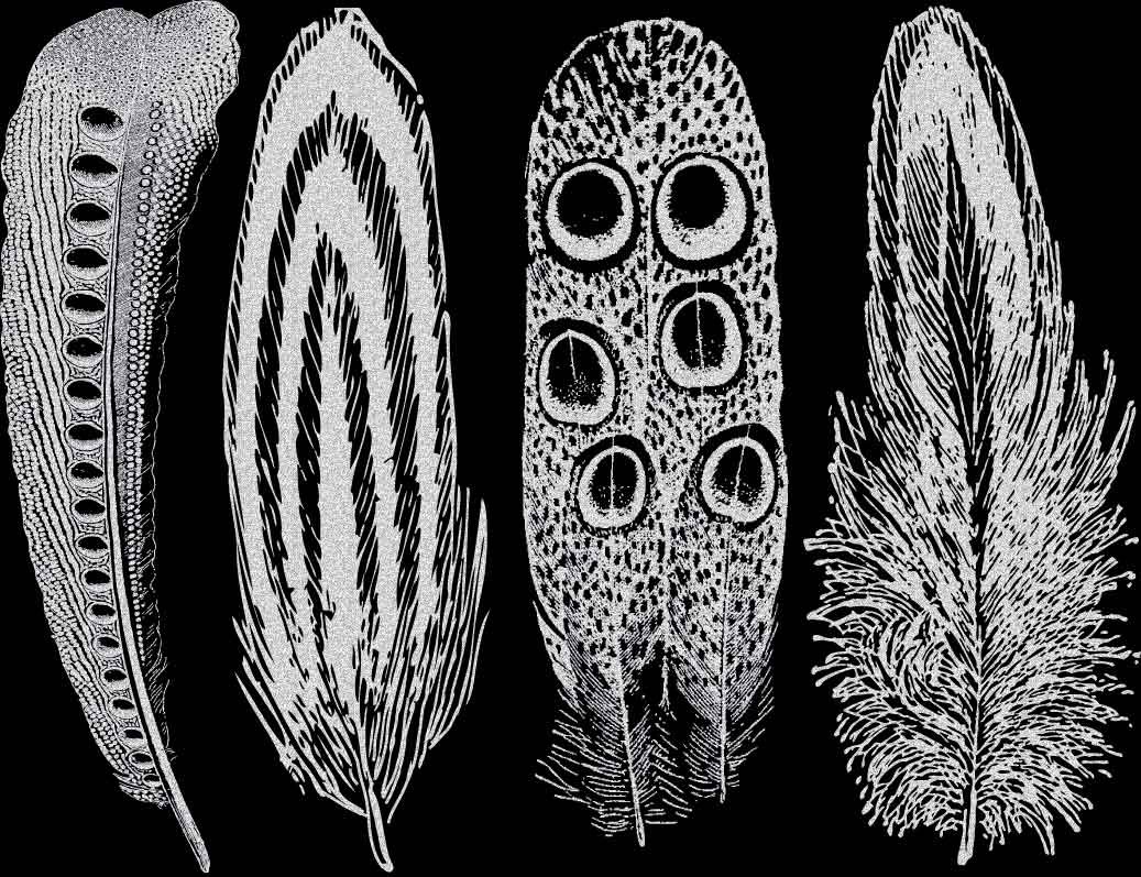 Grande Plume n°2 Décalcomanies - Céramique Cône 017 - Verre fusionné - Émail