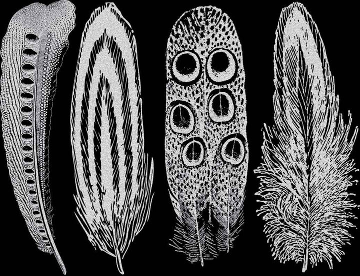 Décalcomanies Grande Plume n°2 - Verrerie - Émail