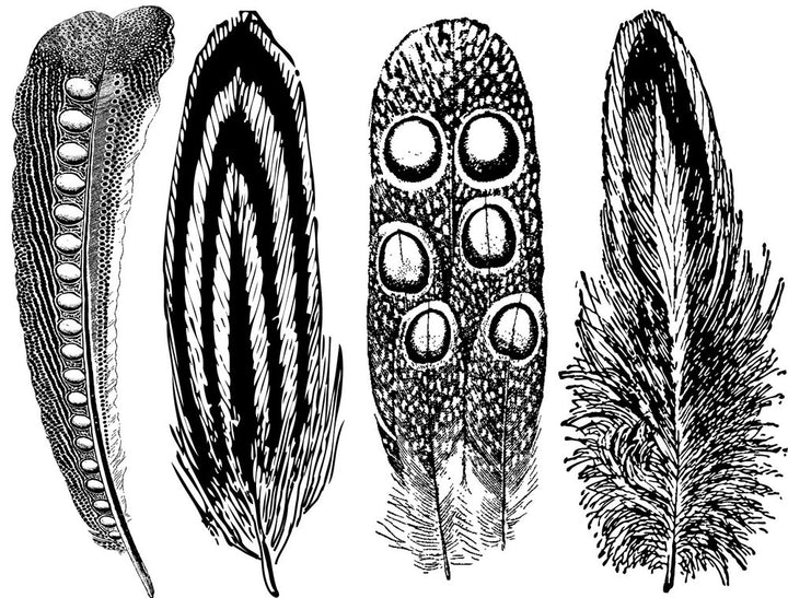 Large Feather #2 Decals - Glassware - Cone 021 