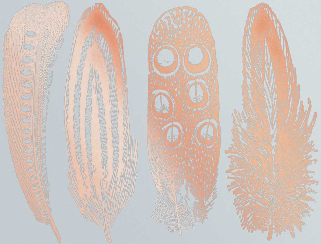 Décalcomanies Grande Plume n°2 - Verrerie - Émail