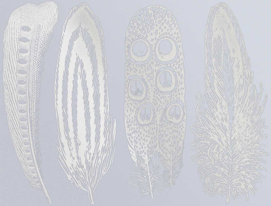 Grande Plume n°2 Décalcomanies - Céramique Cône 017 - Verre fusionné - Émail