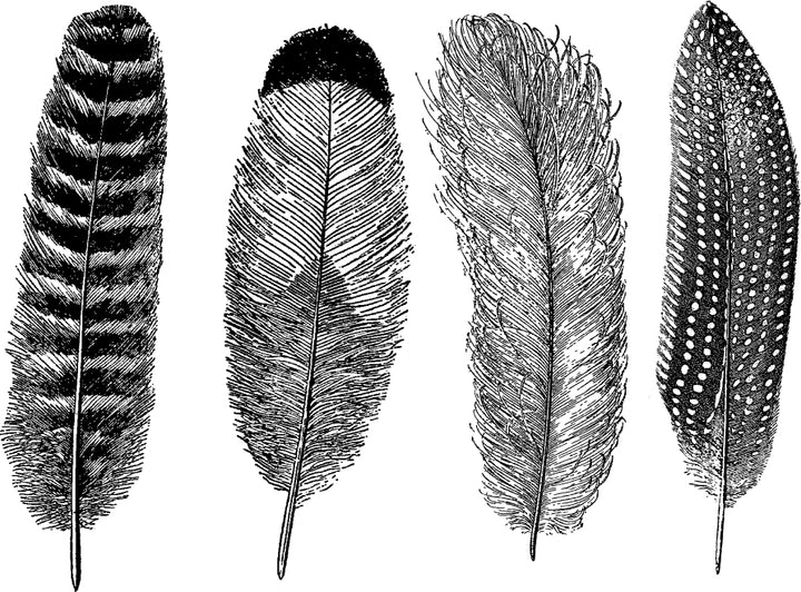 Large Feather #1 Decals - Glassware - Cone 021 