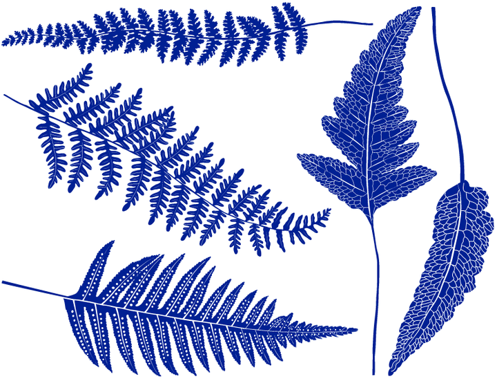 Décalcomanies Fougère - Céramique Cône 017 - Verre fusionné - Émail