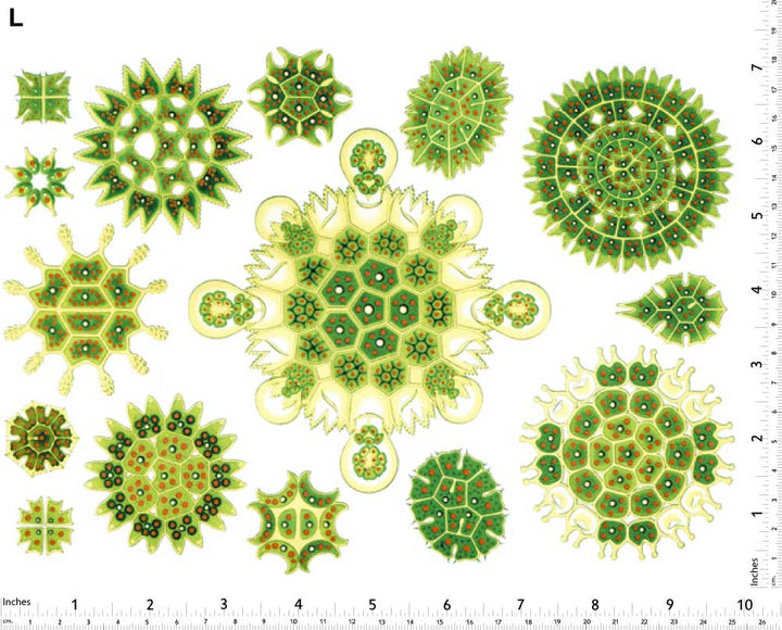 Grün/gelbe Algen-Aufkleber - Nicht lebensmittelecht - Kegel 017 - Geschmolzenes Glas