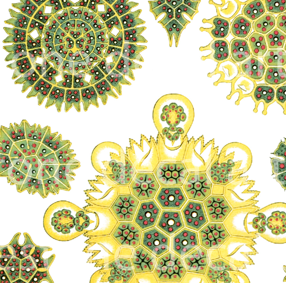 Grün/gelbe Algen-Aufkleber - Nicht lebensmittelecht - Kegel 017 - Geschmolzenes Glas