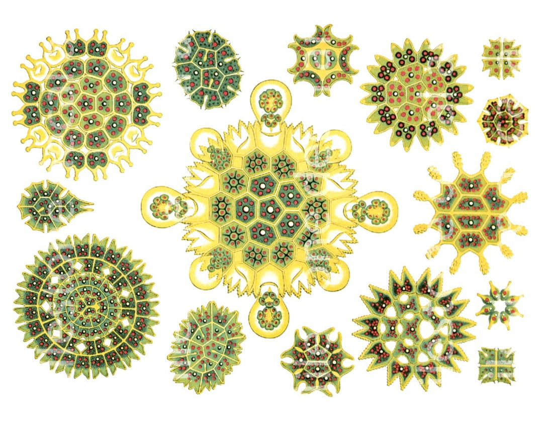 Grün/gelbe Algen-Aufkleber - Nicht lebensmittelecht - Kegel 017 - Geschmolzenes Glas