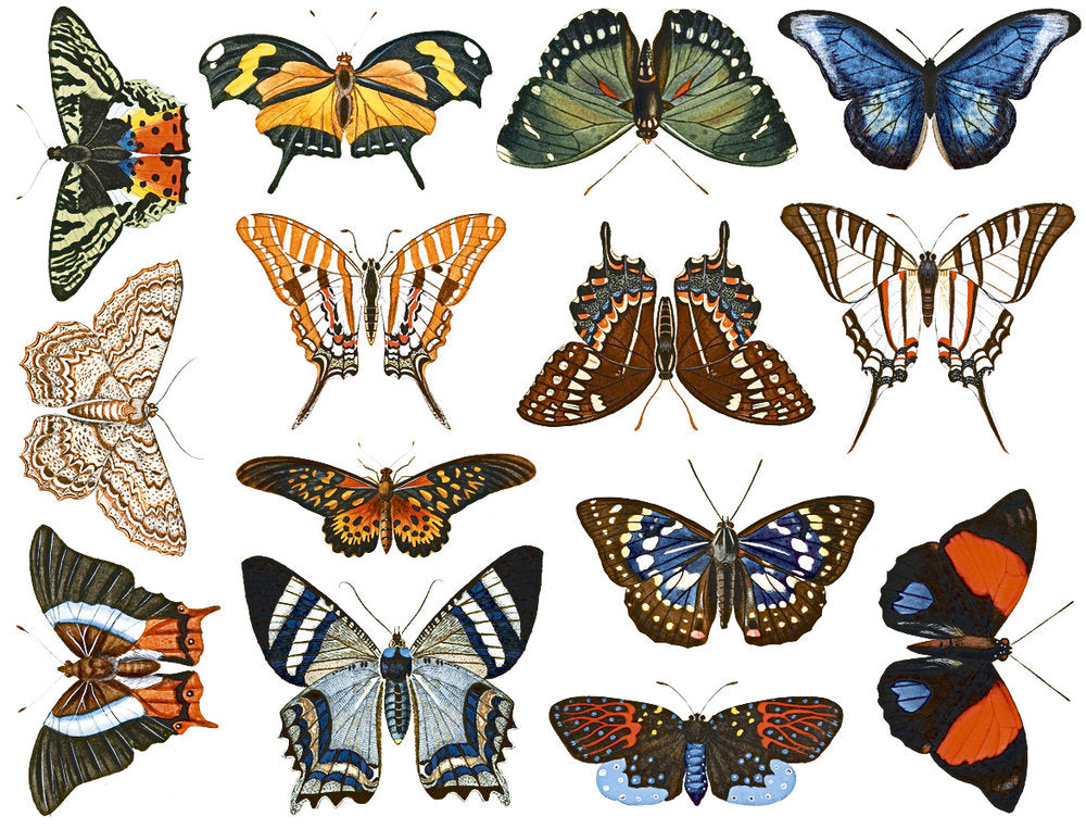 Colorful Butterfly #2 - Food Safe  - Cone 017 - Fused Glass 