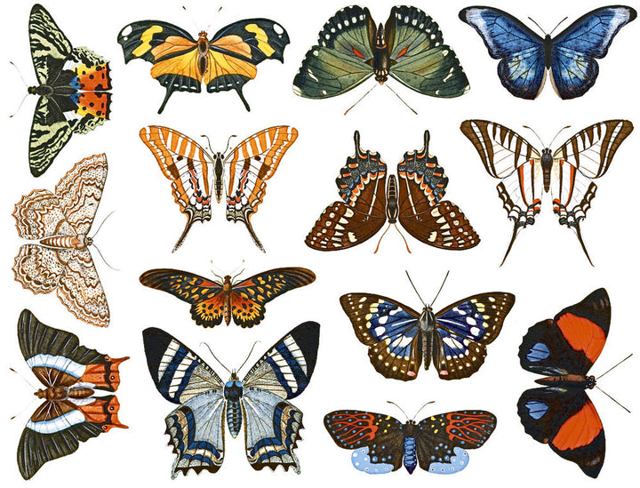 Colorful Butterfly #2 - Food Safe  - Cone 017 - Fused Glass 