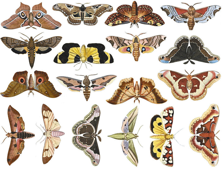 Colorful Moth #1 Decals - Not Food Safe  - Cone 017 - Fused Glass 