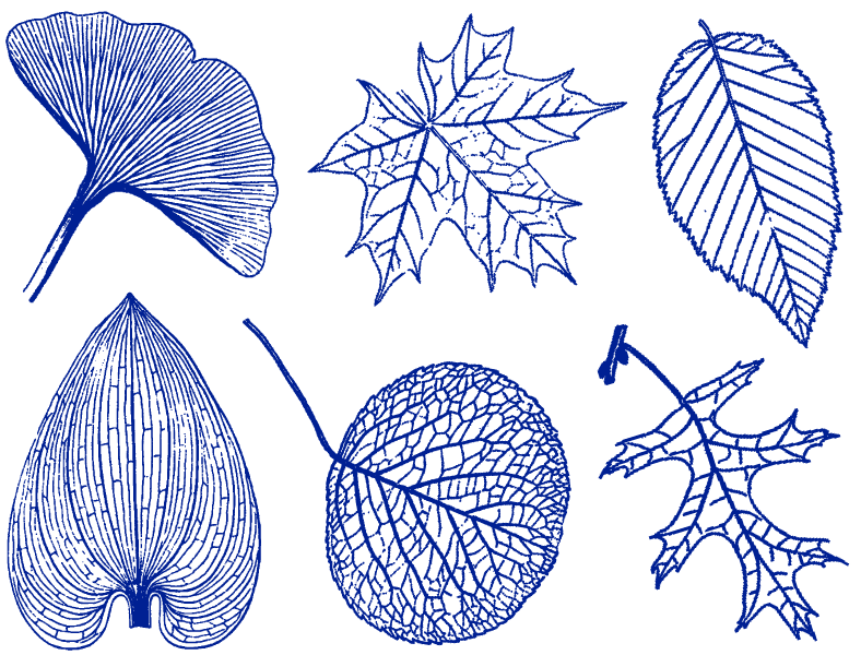 Leave Transfer Graphics Large Leaves Decals - Ceramic Cone 6 - Inglaze – Milestone Decal Art