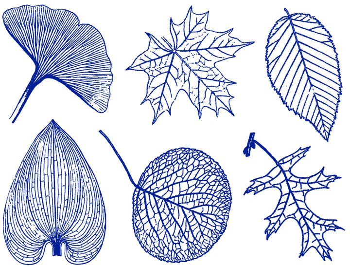 Grandes Feuilles Décalcomanies - Céramique Cône 6 - En-glaçure