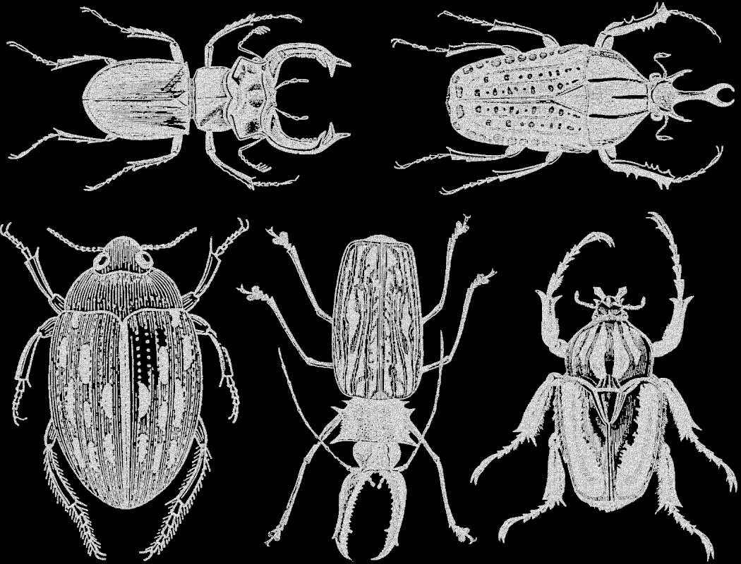 Grands Scarabées Décalcomanies - Céramique Cône 017 - Verre Fusionné - Émail