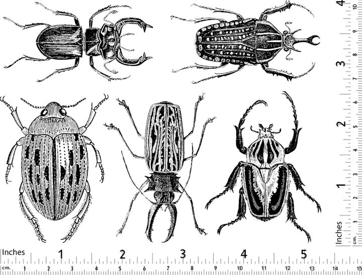 Grands Scarabées Décalcomanies - Céramique Cône 017 - Verre Fusionné - Émail