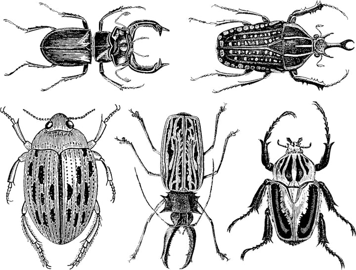 Large Scarab Decals - Cone 6 - Inglaze 