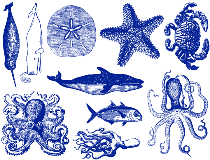 Décalcomanies de vie marine mélangée - Céramique Cône 6 - En-glaçure